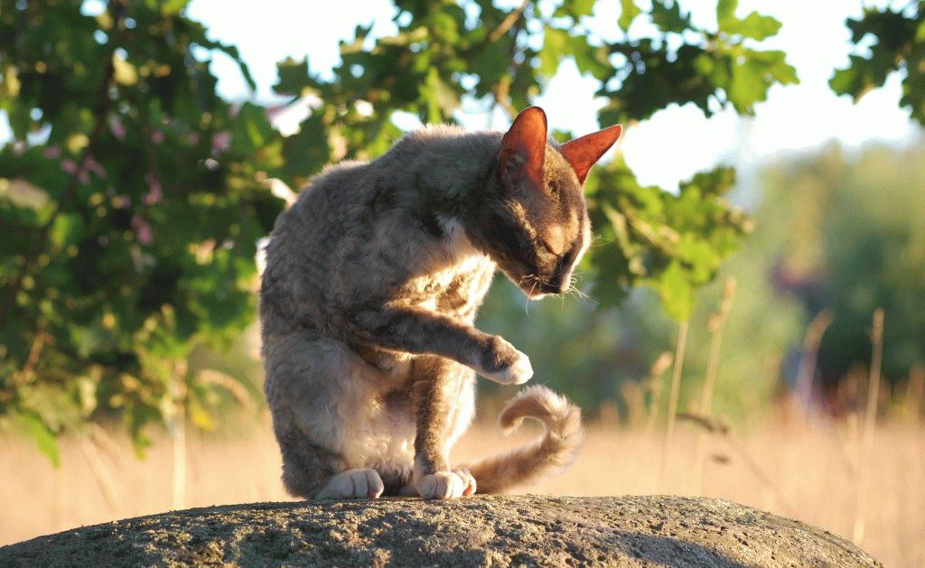 Корніш рекс